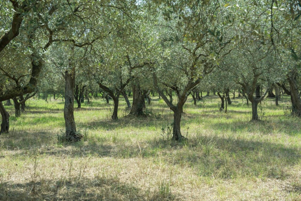 B&B Rifugio Tra Gli Ulivi Campagna Εξωτερικό φωτογραφία