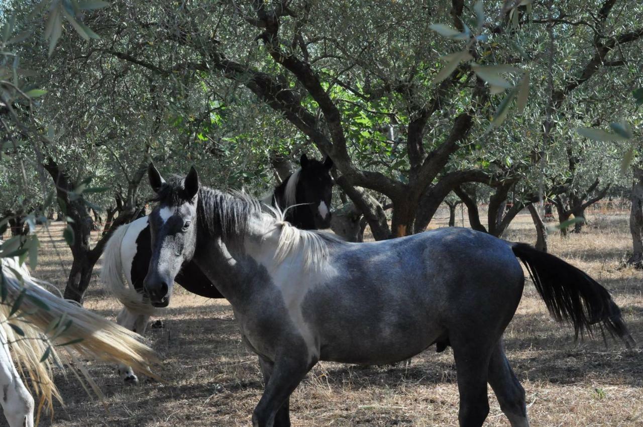 B&B Rifugio Tra Gli Ulivi Campagna Εξωτερικό φωτογραφία