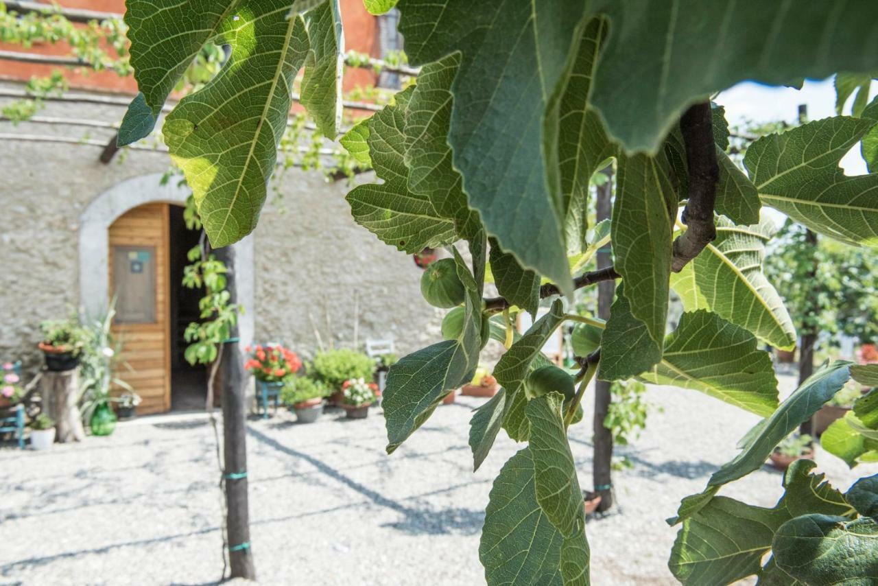 B&B Rifugio Tra Gli Ulivi Campagna Εξωτερικό φωτογραφία