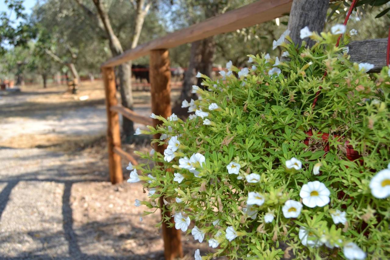 B&B Rifugio Tra Gli Ulivi Campagna Εξωτερικό φωτογραφία